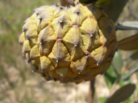 DSCN2274