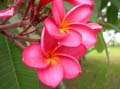 Chapada flowers