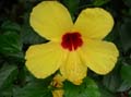 Chapada Diamantina flor