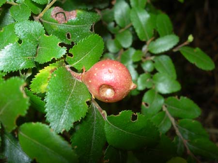 DSCN5145