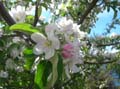 Flowers of Patagonia